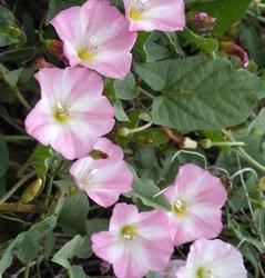 Field bindweed