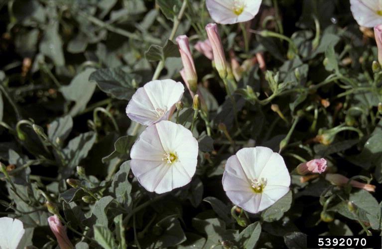 Field bindweed