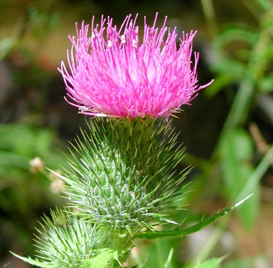 Bull thistle