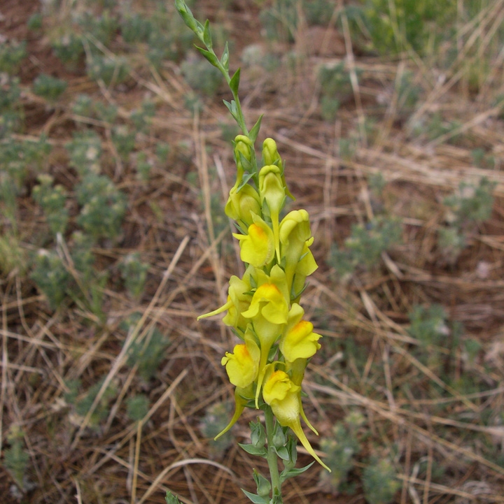 Dalmatian toadflax