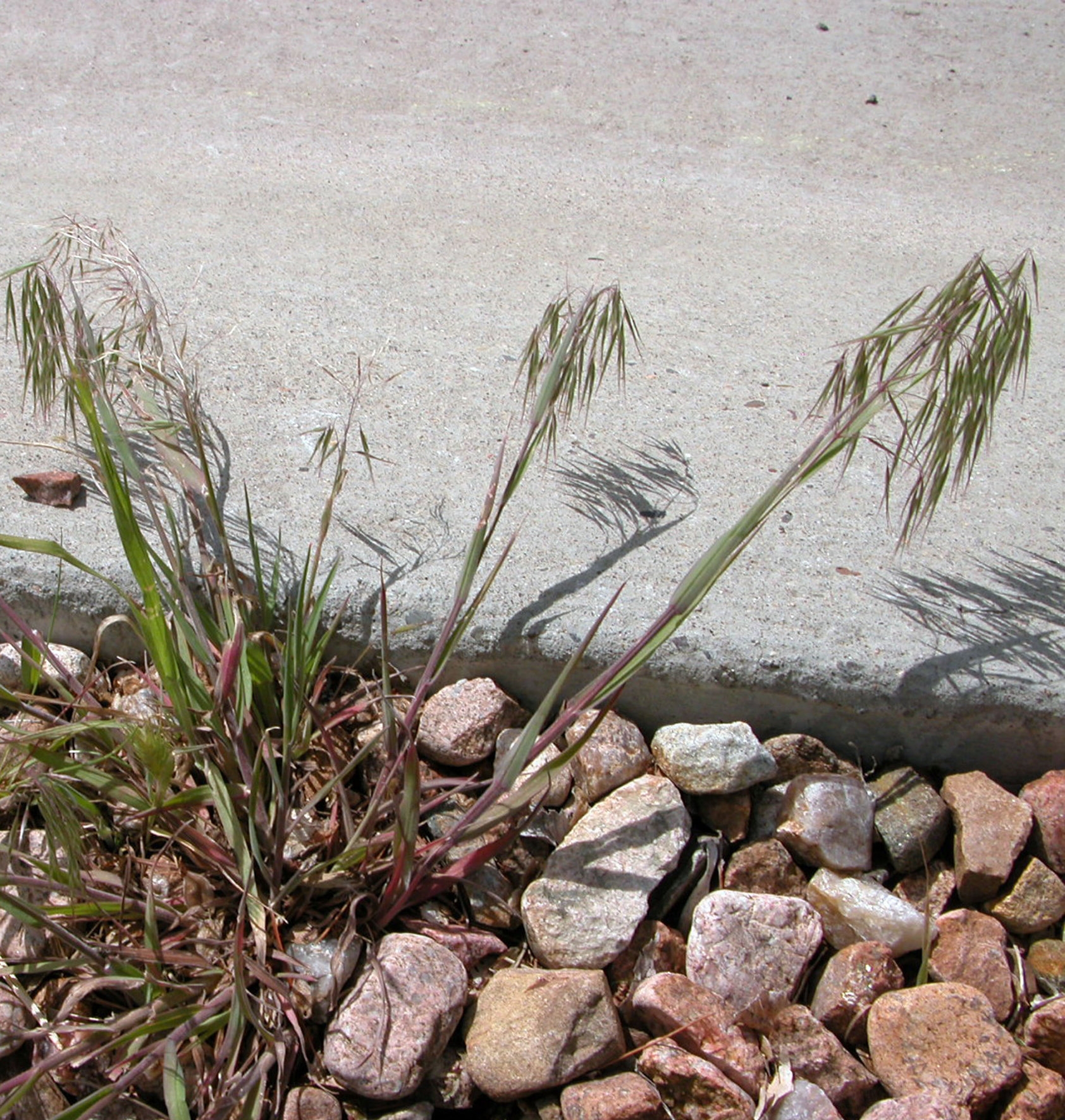 Cheatgrass