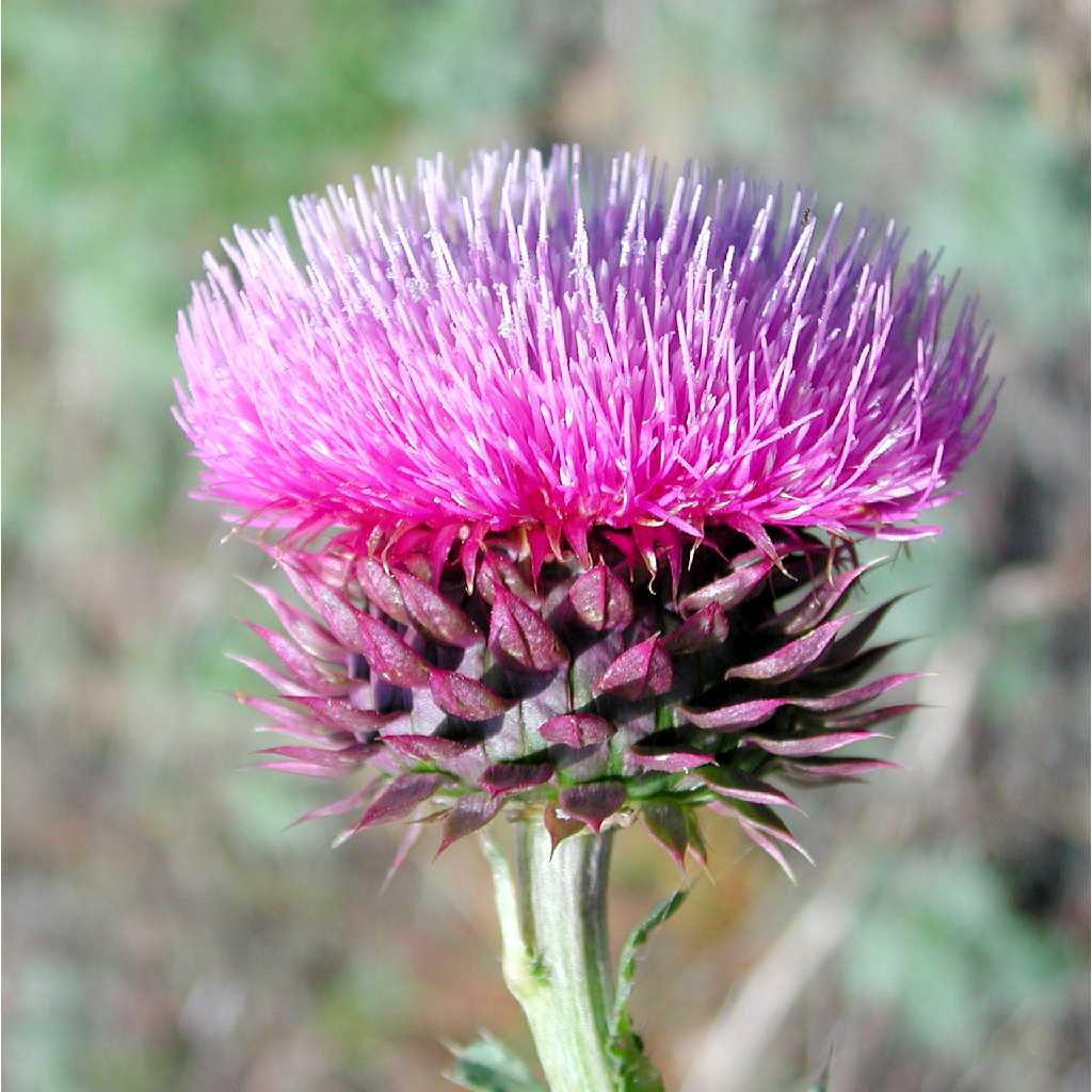 Musk thistle