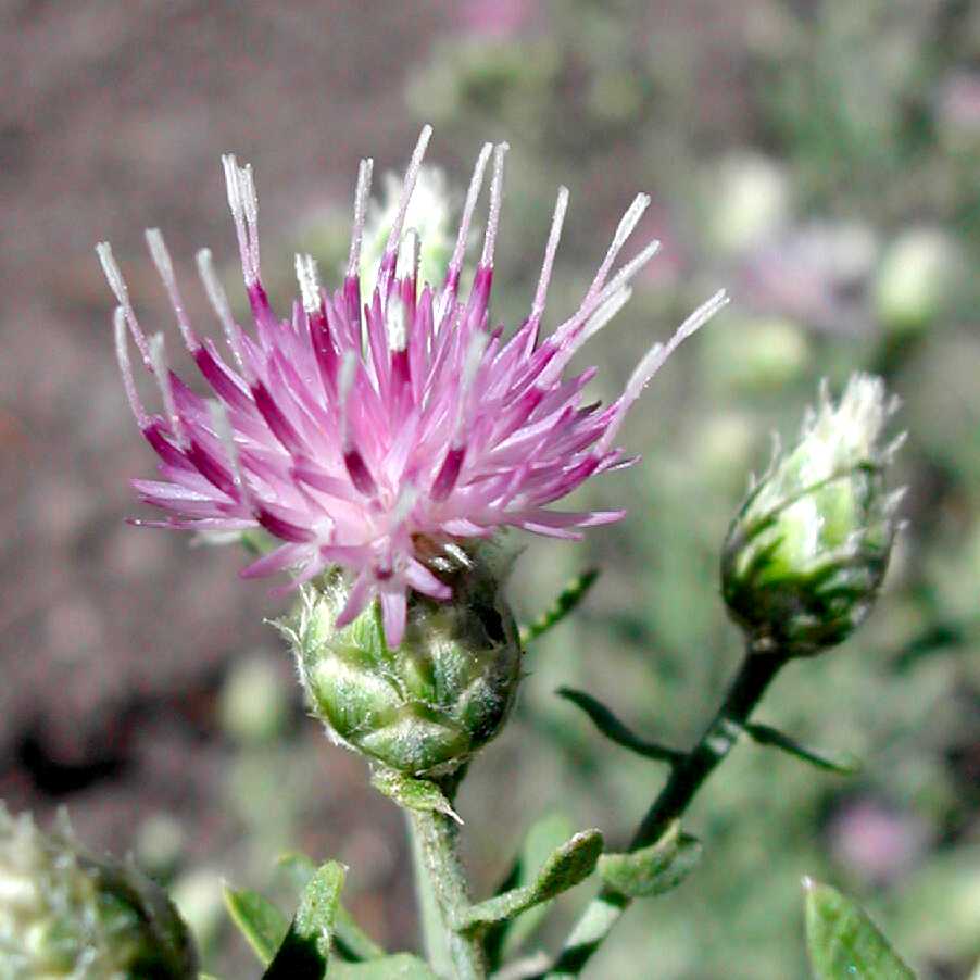 Russian knapweed