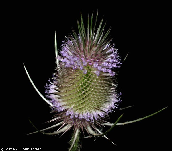 Teasel