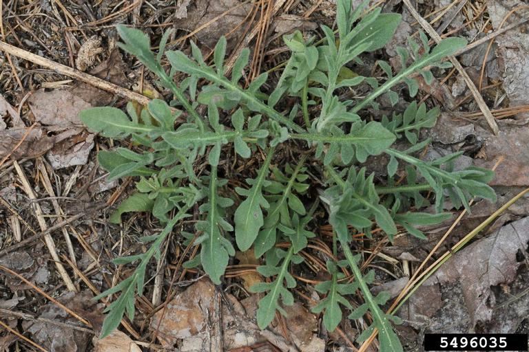 Spotted knapweed seedling