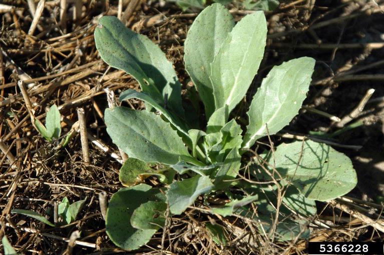 Whitetop basal rosette