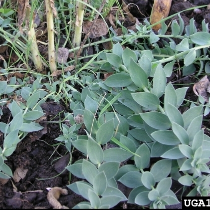 Dalmatian toadflax 