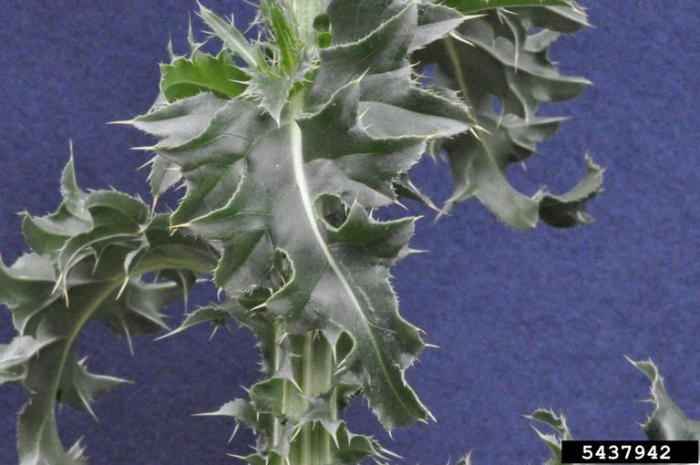 Musk thistle