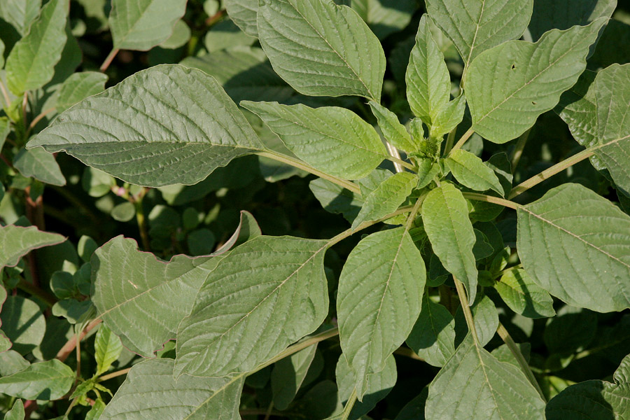 Palmer amaranth