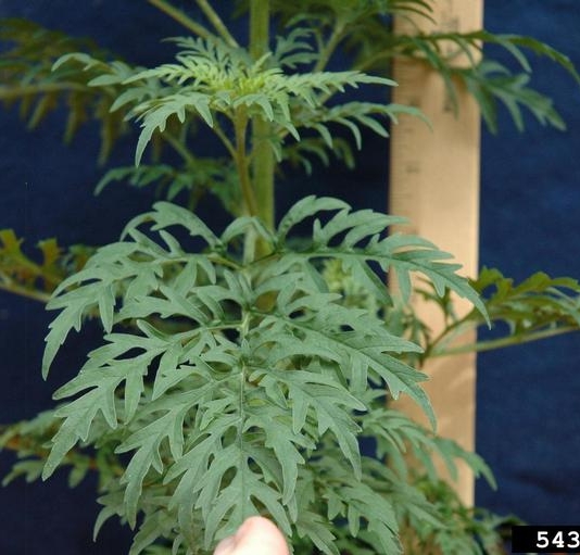 Ragweed