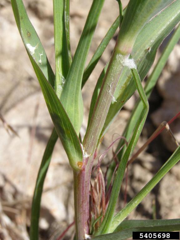 Salsify