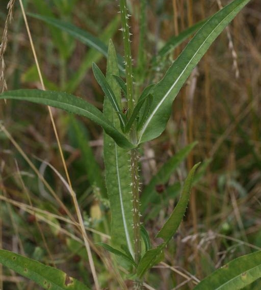 Teasel
