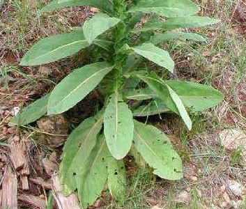 Mullein