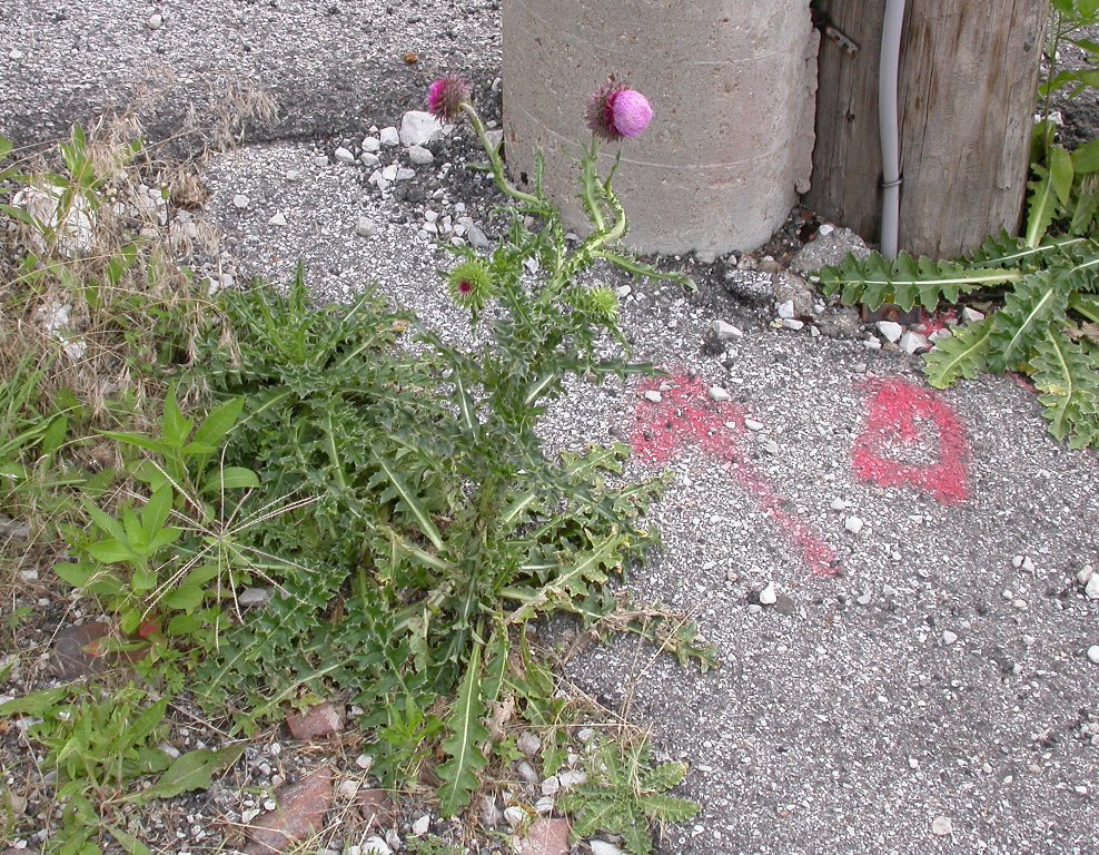 Musk_Thistle_plant_6-28-15-(1).png