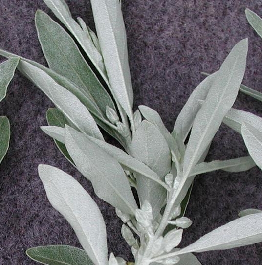 Russian olive