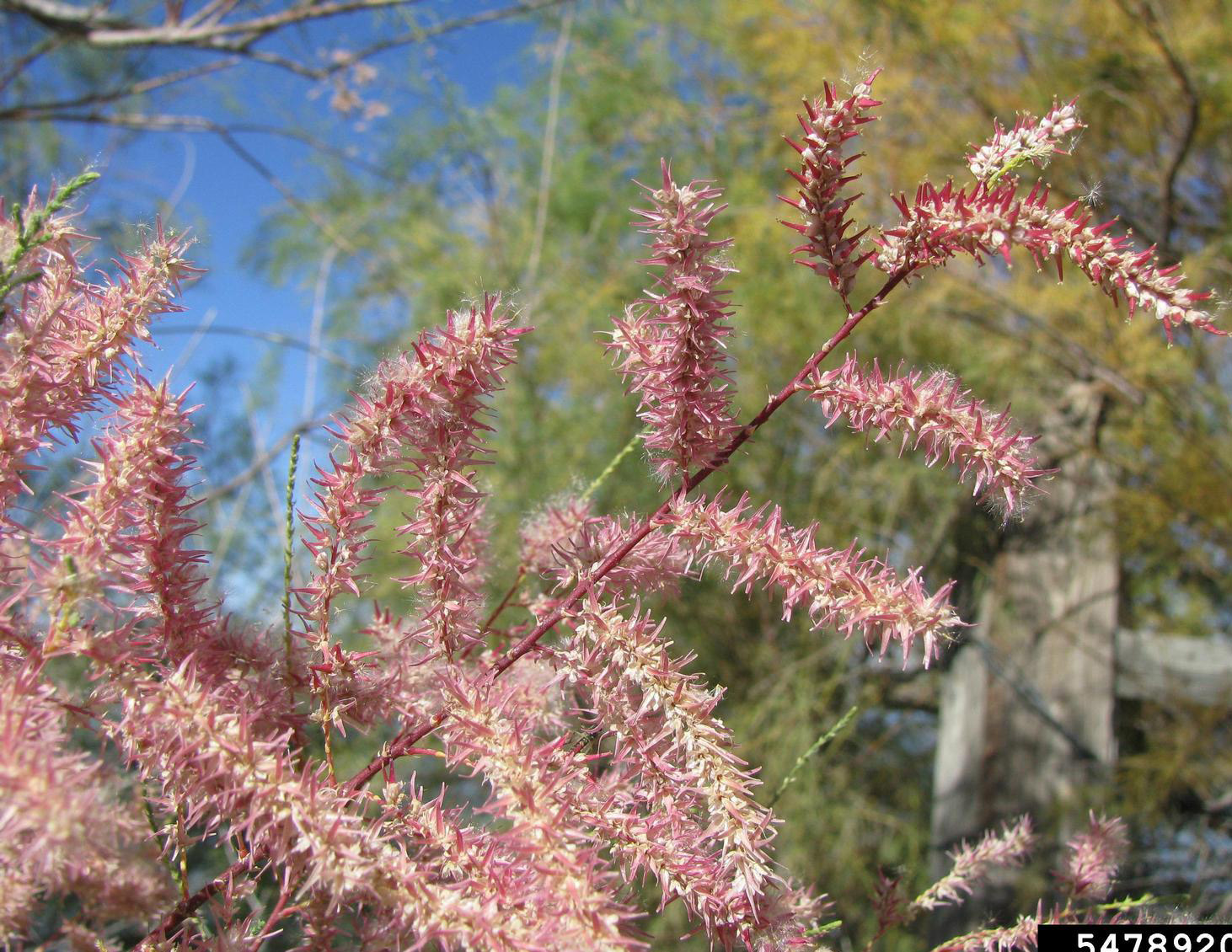 Tamarisk